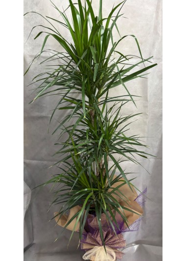 Margineta 3'lü